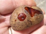 Boletus vermiculosus image