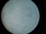 Galiella rufa image