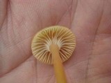 Hygrocybe laeta var. laeta image
