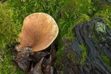 Tapinella atrotomentosa image