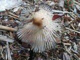 Coprinellus flocculosus image