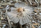 Coprinellus flocculosus image