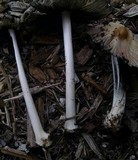 Coprinellus flocculosus image