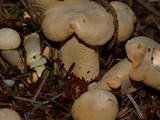 Cantharellus formosus image
