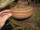 Ganoderma australe image
