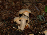 Cantharellus formosus image