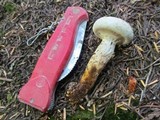 Neolentinus lepideus image