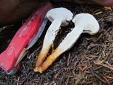 Neolentinus lepideus image