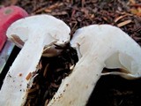 Neolentinus lepideus image