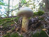 Neolentinus lepideus image
