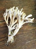 Sebacina schweinitzii image