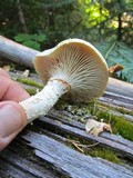 Neolentinus lepideus image
