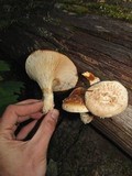 Neolentinus lepideus image