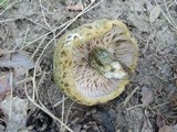 Lactarius atroviridis image