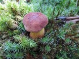 Boletus miniatopallescens image