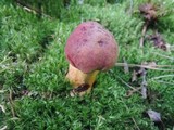 Boletus miniatopallescens image