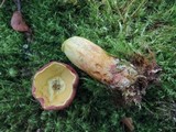 Boletus miniatopallescens image