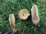 Boletus miniatopallescens image