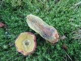 Boletus miniatopallescens image