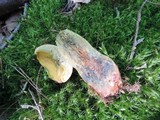 Boletus miniatopallescens image