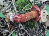 Butyriboletus frostii image