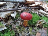 Butyriboletus frostii image