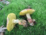 Boletus miniatopallescens image