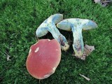 Boletus miniatopallescens image