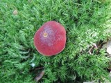 Boletus miniatopallescens image