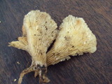 Hohenbuehelia petaloides image