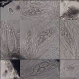 Julella vitrispora image