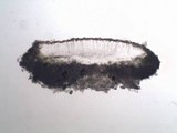 Lecanora albella image