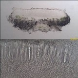 Lecanora albella image