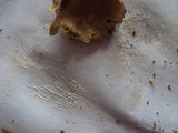Hohenbuehelia petaloides image