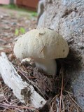 Russula crustosa image