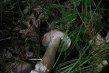 Boletus nobilis image