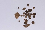 Tuber guzmanii image