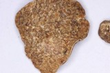 Tuber guzmanii image