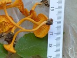 Cantharellus minor image