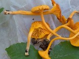 Cantharellus minor image