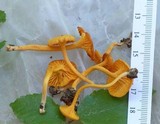 Cantharellus minor image