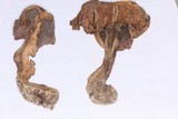 Tricholosporum longicystidiosum image
