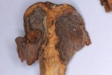Tricholosporum longicystidiosum image