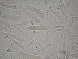 Tricholosporum longicystidiosum image