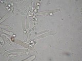 Tricholosporum longicystidiosum image