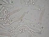Tricholosporum longicystidiosum image