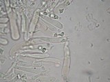 Tricholosporum longicystidiosum image