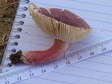 Russula mariae image