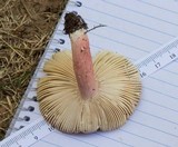 Russula mariae image