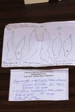 Asproinocybe nodulospora image